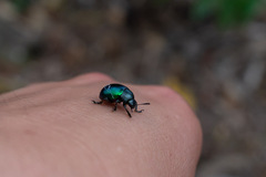 Leptinotarsa haldemani