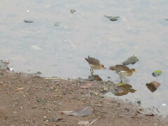 Paragallinula angulata