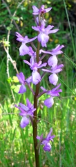 Orchis mascula laxifloriformis
