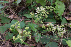 Mikania cordifolia