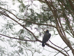 Buteogallus anthracinus
