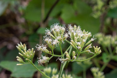 Mikania cordifolia