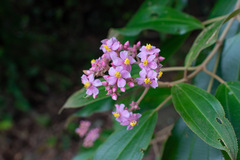 Miconia xalapensis