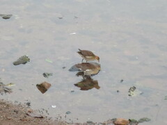 Paragallinula angulata