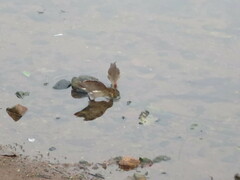 Paragallinula angulata