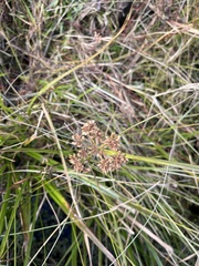 Cyperus virens