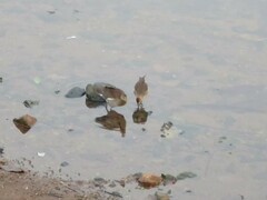 Paragallinula angulata