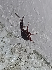 Trachelophorini
