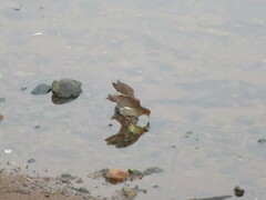 Paragallinula angulata