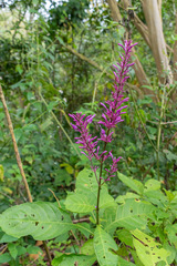 Odontonema callistachyum