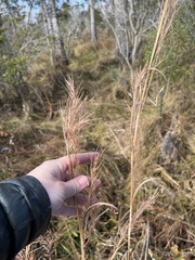 Andropogon cretaceus