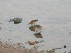 Paragallinula angulata