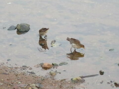 Paragallinula angulata