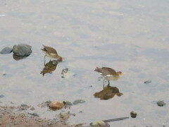 Paragallinula angulata