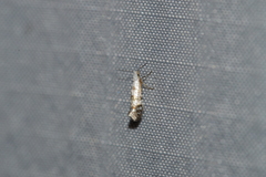 Argyresthia thuiella