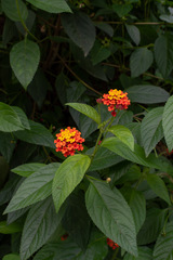 Lantana horrida
