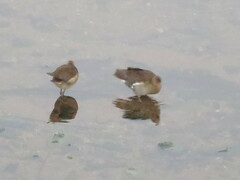 Paragallinula angulata