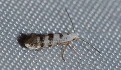 Argyresthia thuiella