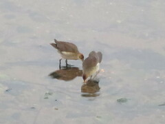 Paragallinula angulata