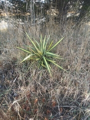 Yucca filamentosa variegata