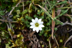 Gentiana sedifolia