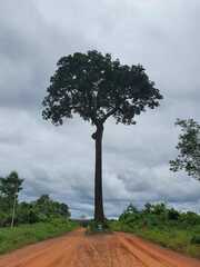 Bertholletia excelsa