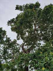 Bertholletia excelsa