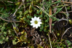 Gentiana sedifolia