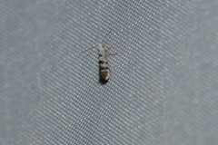 Argyresthia thuiella