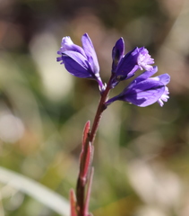 Polygala vulgaris