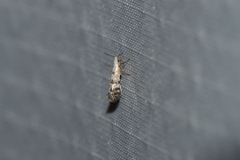 Argyresthia thuiella