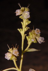 Phacelia purpusii