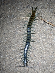 Scolopendra polymorpha