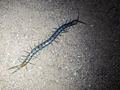 Scolopendra polymorpha