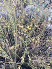 Gutierrezia californica