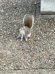 Sciurus carolinensis