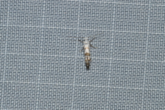 Argyresthia thuiella
