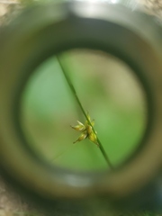 Carex rosea