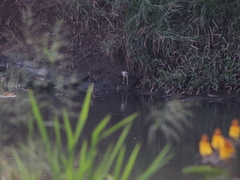 Nycticorax nycticorax