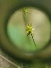 Carex rosea