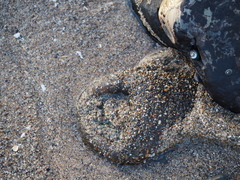 Anthopleura xanthogrammica