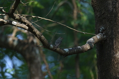 Muscicapa dauurica