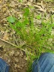 Carex rosea