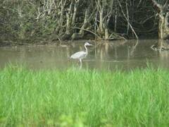 Ardea cinerea