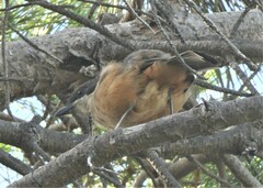 Laniarius ferrugineus