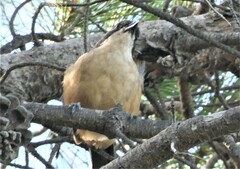 Laniarius ferrugineus