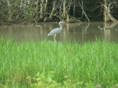 Ardea cinerea