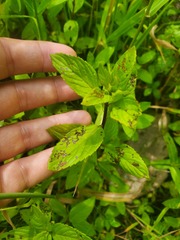 Mentha × piperita