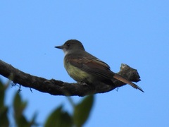 Myiarchus tyrannulus