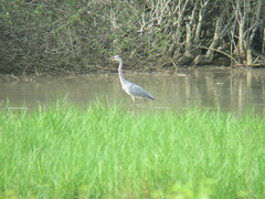 Ardea cinerea